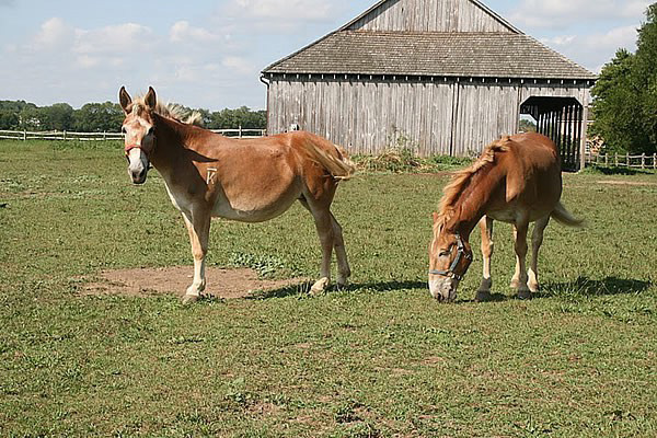 1808 Double Pen Barn
